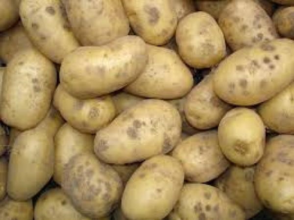 POMME DE TERRE 