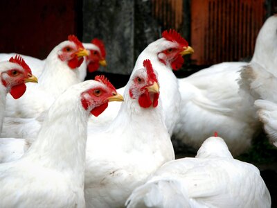 Amidou Diamoutene, éleveur de poulet de cair